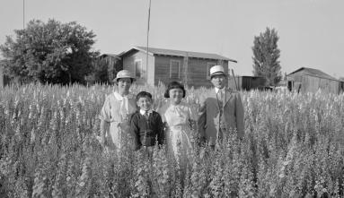 family portrait in wheat field